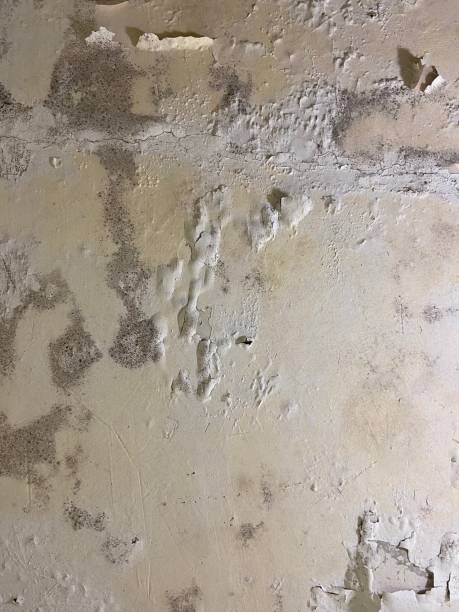Best Affordable Mold Removal  in Poplar Cotton Center, CA