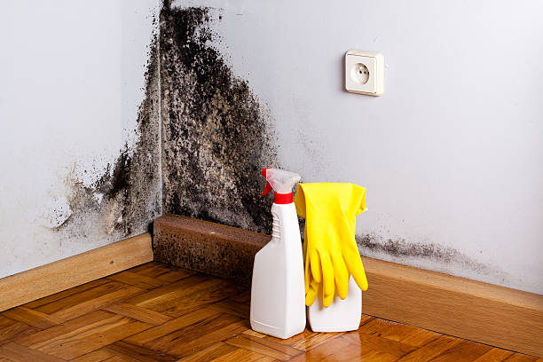 Best Same-Day Mold Removal  in Poplar Cotton Center, CA